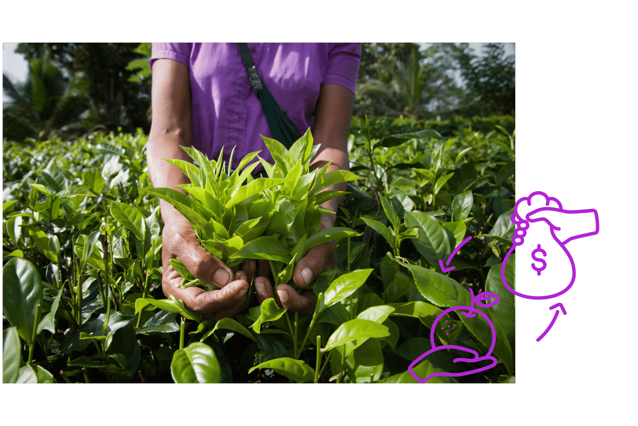 negoce agricole